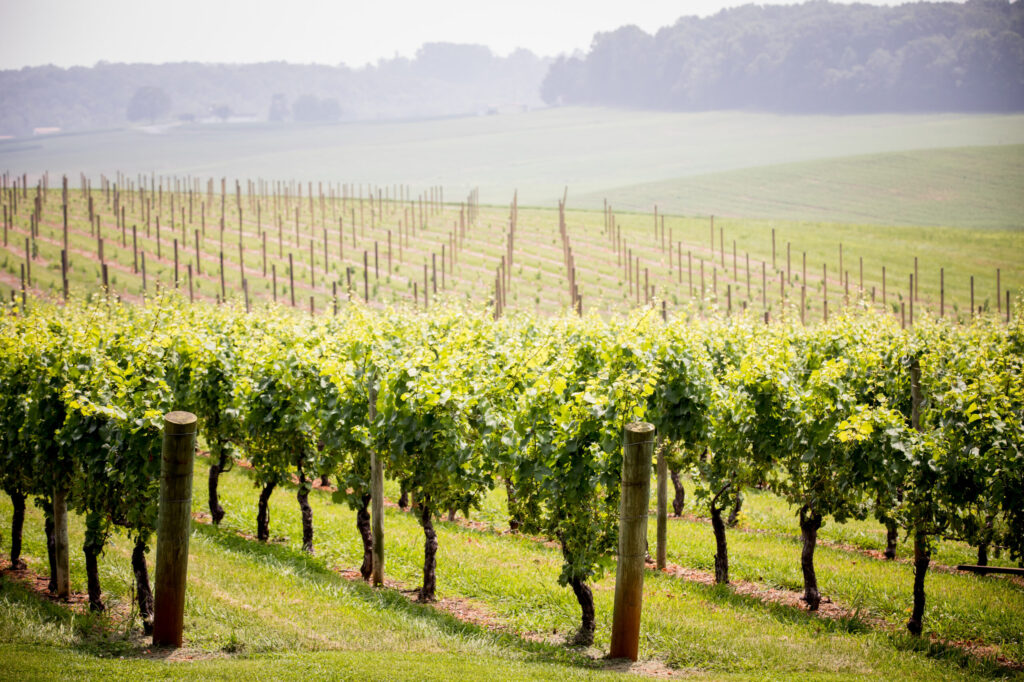 vineyard near Barn at Blueberry hill near Winston-Salem and Charlotte